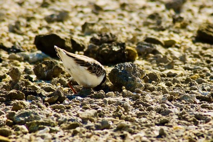 Ruddy turnstone by Peter Wilton is licensed under CC BY 2.0.